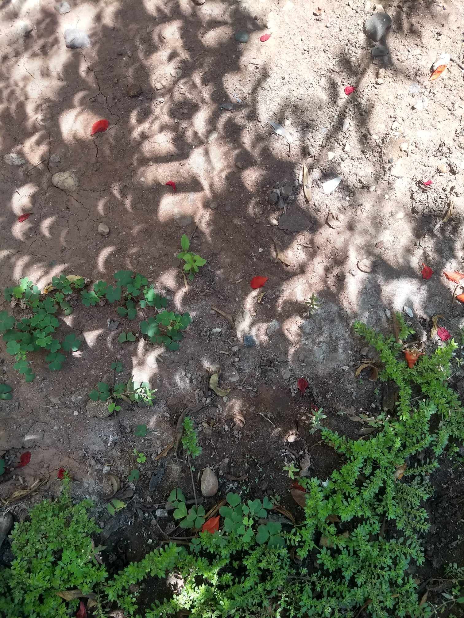 Incluso ver las&nbsp;sombras