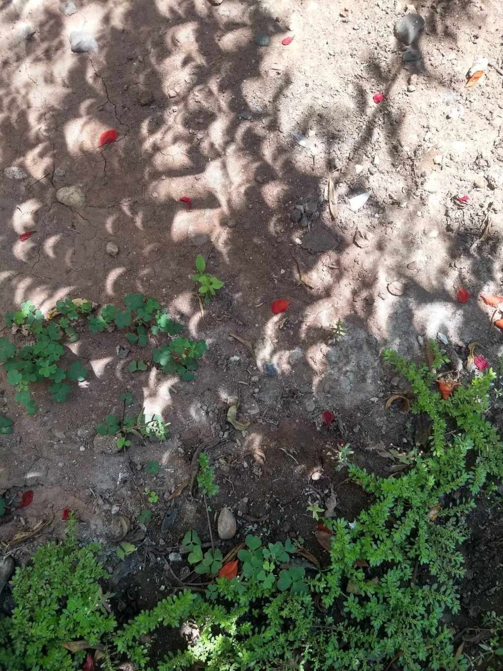 Incluso ver las&nbsp;sombras