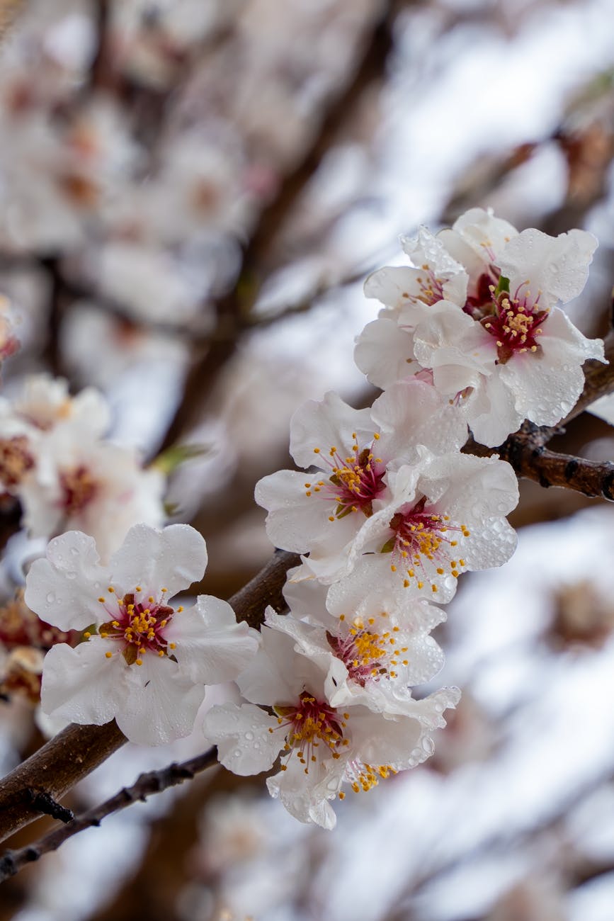 La vida a la sombra de mi almendro. Un&nbsp;poema